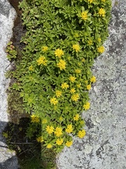 Phedimus kamtschaticus