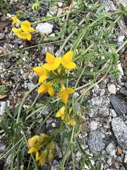 Lotus corniculatus