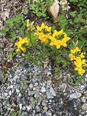 Lotus corniculatus