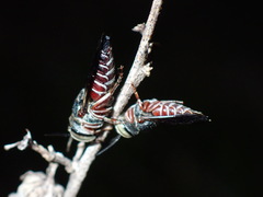 Coelioxys slossoni slossoni