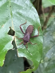 Leptoscelis quadrisignatus