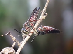 Coelioxys slossoni slossoni