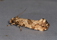 Morophaga choragella