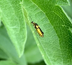 Trypherus frisoni