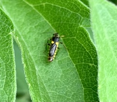 Trypherus frisoni