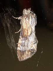 Dasylophia thyatiroides