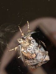 Dasylophia thyatiroides