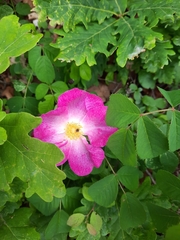 Rosa gallica