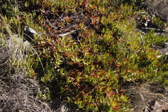 Carpobrotus edulis edulis