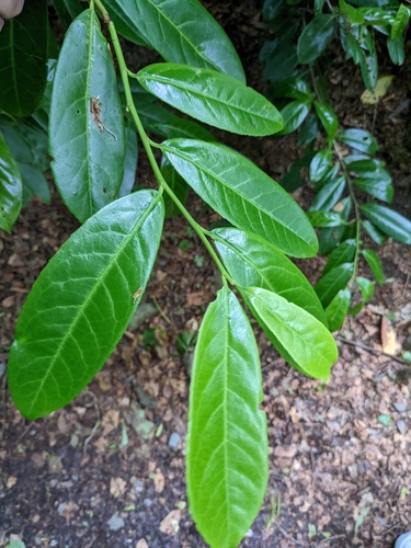 Prunus laurocerasus