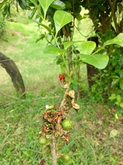 Trichilia havanensis