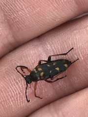 Typocerus