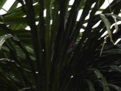 Berlepschia rikeri