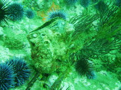 Haliotis kamtschatkana