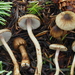 Inocybe fuscodisca - Photo (c) Warren Cardimona, algunos derechos reservados (CC BY-NC), subido por Warren Cardimona