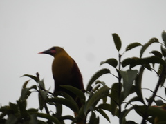 Psarocolius bifasciatus