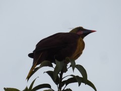 Psarocolius bifasciatus