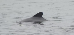 Cephalorhynchus eutropia