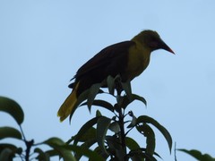 Psarocolius bifasciatus