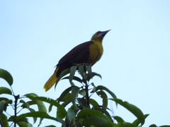 Psarocolius bifasciatus