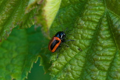 Cryptocephalus bipunctatus