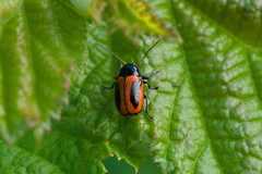 Cryptocephalus bipunctatus