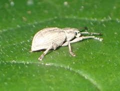 Aphrastus taeniatus