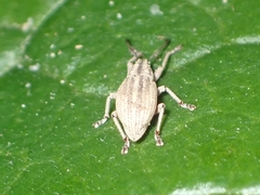 Aphrastus taeniatus