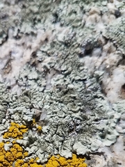 Xanthoparmelia mexicana