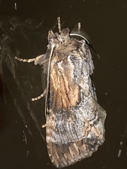 Dasylophia thyatiroides