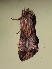 Dasylophia thyatiroides