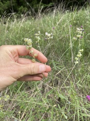 Pediomelum digitatum