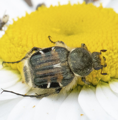 Trichiotinus piger