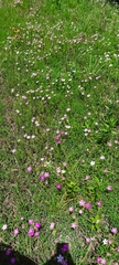 Sabatia campestris