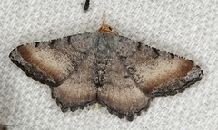 Macaria adonis