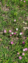 Sabatia campestris