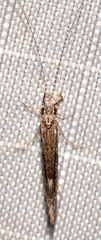 Leptocerus americanus