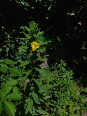 Oenothera oehlkersi