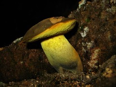 Retiboletus flavoniger