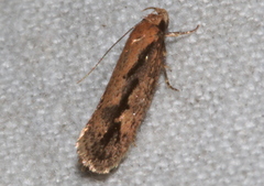 Eulechria xeropterella