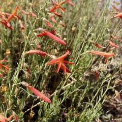 Penstemon pinifolius