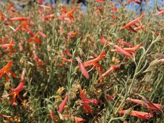 Penstemon pinifolius