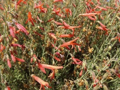Penstemon pinifolius