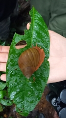 Megalobulimus popelairianus