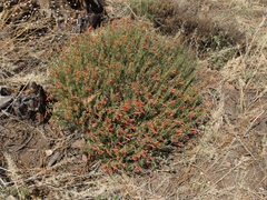 Penstemon pinifolius