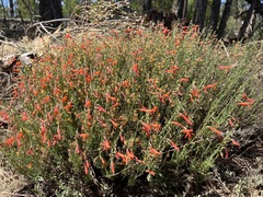 Penstemon pinifolius