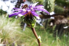 Perezia pedicularidifolia