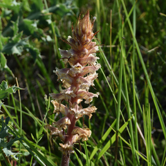 Orobanche amethystea amethystea