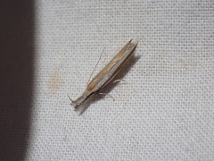 Pleurota aristella