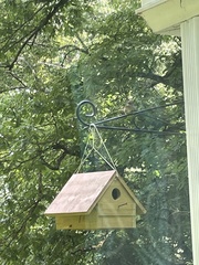 Troglodytes aedon aedon